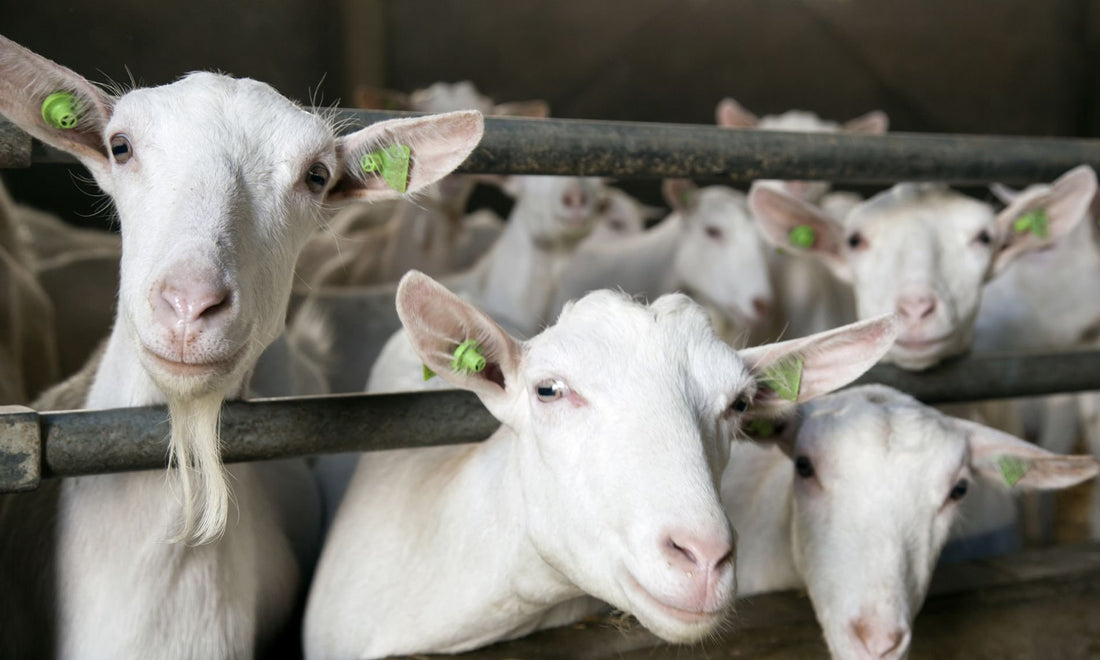 Mercado de Aditivos | Desafíos en la Industria Láctea | Acuicultura | Control de Gripe Aviar"